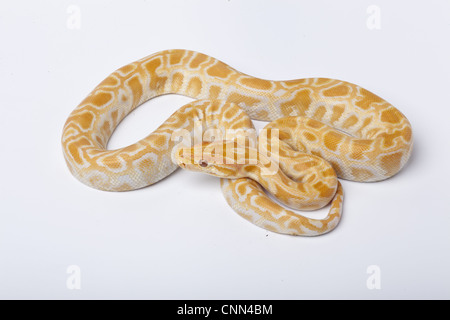 Birmano (Python Python molurus bivittatus) albino, immaturi Foto Stock