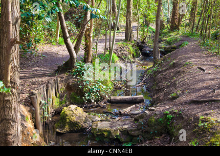 Flusso di bosco, Keston comune, Kent, Regno Unito Foto Stock