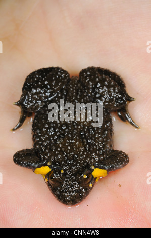 Ululone dal ventre giallo (Bombina variegata) adulto, in posizione difensiva sulla mano umana, Italia, Maggio Foto Stock