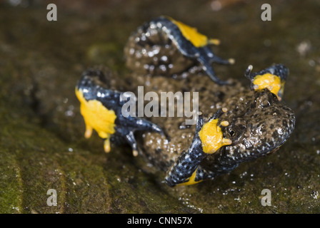 In appennino ululone dal ventre giallo Bombina pachypus adulto 'unkenreflex' posizione difensiva visualizza colori di avvertimento underbelly Italia Foto Stock