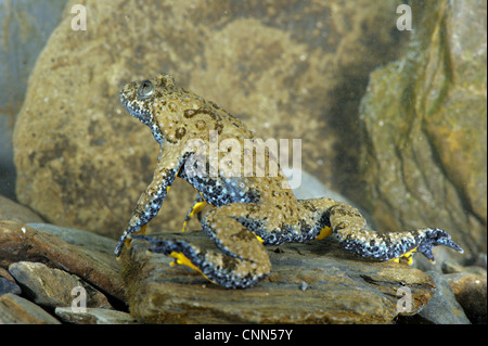 In appennino ululone dal ventre giallo (Bombina pachypus) maschio adulto, subacqueo durante la stagione riproduttiva, Italia, Maggio Foto Stock