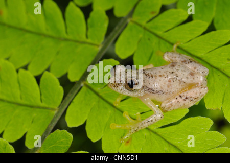 Banana liberiana (Rana Afrixalus laevis) adulto, seduti sulle foglie nella foresta pluviale montane, Nyungwe Foresta N.P., Ruanda, dicembre Foto Stock