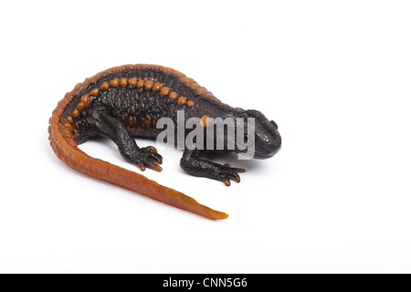 Kweichow Crocodile Newt (Tylototriton kweichowensi) adulto Foto Stock