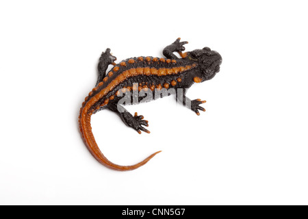 Kweichow Crocodile Newt (Tylototriton kweichowensi) adulto Foto Stock