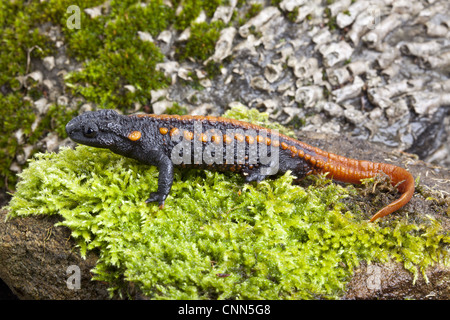 Kweichow Crocodile Newt (Tylototriton kweichowensi) adulto, sulla roccia di muschio (prigioniero) Foto Stock