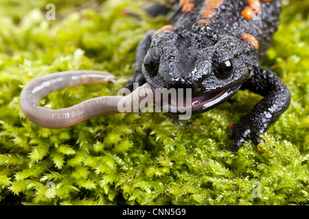 Kweichow Crocodile Newt (Tylototriton kweichowensi) adulto, close-up di testa, alimentando il lombrico (prigioniero) Foto Stock