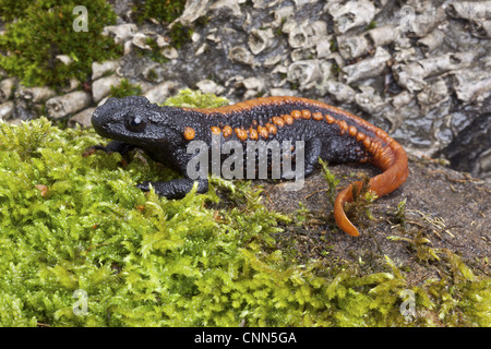 Kweichow Crocodile Newt (Tylototriton kweichowensi) adulto, sulla roccia di muschio (prigioniero) Foto Stock