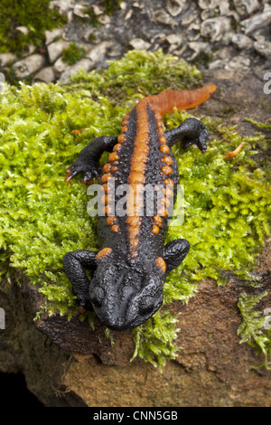 Kweichow Crocodile Newt (Tylototriton kweichowensi) adulto, sulla roccia di muschio (prigioniero) Foto Stock