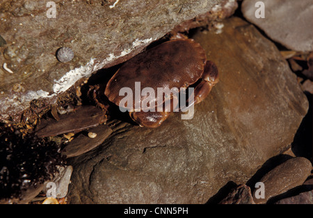 Granchio - commestibili (Cancer pagurus) Giovani granchi sulla spiaggia con la bassa marea / trovati in crepacci di roccia Foto Stock