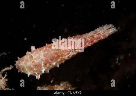 Broadclub Seppie (Sepia latimanus) adulto, nuoto, Siamil Island, Sabah Borneo, Malaysia Foto Stock