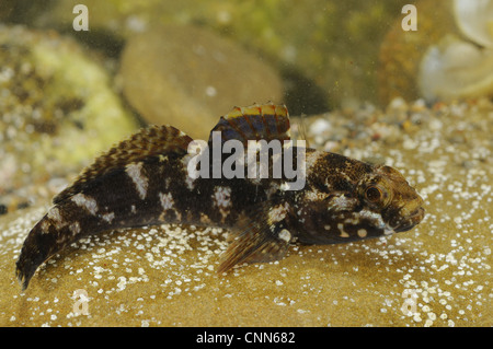 Rock ghiozzo (Gobius paganellus) adulto, poggiante su roccia, Italia, Agosto Foto Stock