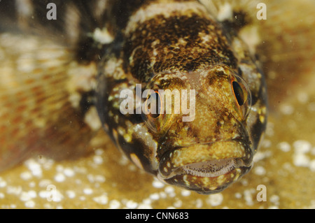 Rock ghiozzo (Gobius paganellus) adulto, close-up di testa, Italia, Agosto Foto Stock