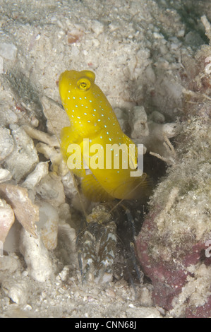 Giallo (Shrimpgoby Cryptocentrus cinctus) adulto, con gamberi alpheid a scavano, Kapalai Island, Sabah Borneo, Malaysia Foto Stock