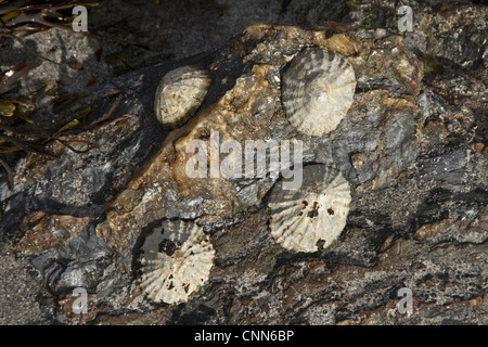 Il 'comune limpet" specie commestibili lumaca di mare branchie tipico vero limpet marine mollusco gasteropode della famiglia Patellidae. Foto Stock