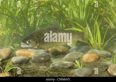 La trota marrone (Salmo trutta fario) adulto, nuoto, Sussex, Inghilterra Foto Stock