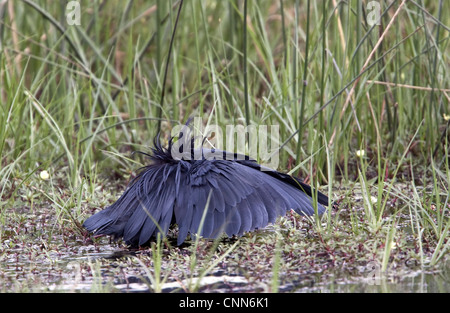 Il nero Heron interessante metodo di caccia denominato tettoia # di alimentazione utilizza le ali come ombrello utilizza ombra crea per attirare il pesce. Foto Stock