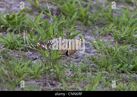 Doppio maschio sandgrouse nastrati - Botswana Foto Stock