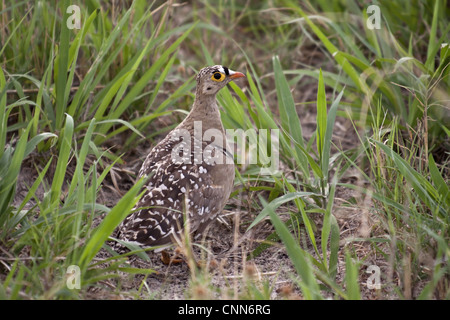 Doppio maschio sandgrouse nastrati - Botswana Foto Stock