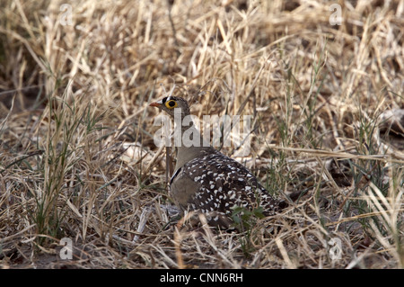 Doppio maschio sandgrouse nastrati - Botswana Foto Stock