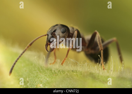 Nero Garden Ant (Lasius niger) adulto, permanente sulla foglia, Leicestershire, Inghilterra, giugno Foto Stock