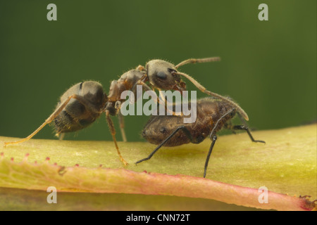 Nero Garden Ant Lasius niger adulto cercando di incoraggiare afidi secernono melata dopo la digitazione di afide posteriore diversi secondi ant Foto Stock