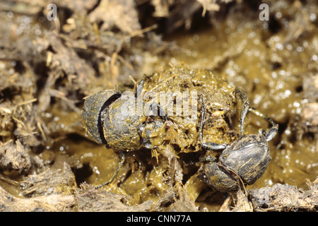 Dung Beetle (Sisifo schaefferi) Coppia adulta, rendendo la sfera di sterco di vacca, vicino a Foix, Pirenei, Ariège, Francia, può Foto Stock