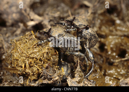 Dung Beetle (Sisifo schaefferi) Coppia adulta, rendendo la sfera di sterco di vacca, vicino a Foix, Pirenei, Ariège, Francia, può Foto Stock