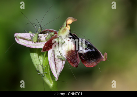 Chiazzato Bush-cricket Leptophytes punctatissima primo instar gruppo giovani Rheinhold's Bee Orchid Ophrys reinholdii fiore Foto Stock