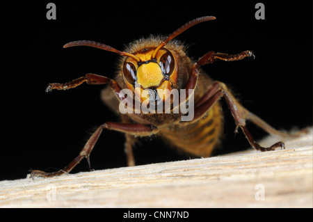 Unione Hornet (Vespa crabro) queen, Oxfordshire, Inghilterra Foto Stock