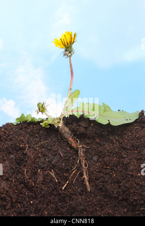 La sezione attraverso un tarassaco ,Taraxacum officinale, che mostra la struttura della radice lascia,fiore e bud in suolo contro un cielo blu Foto Stock