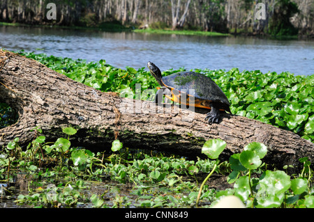 Florida turtle sunning su un log in morti Hontoon River Foto Stock