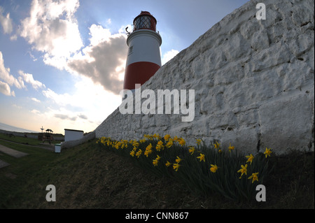 Souter faro con narcisi e cielo blu e nuvole bianche Foto Stock