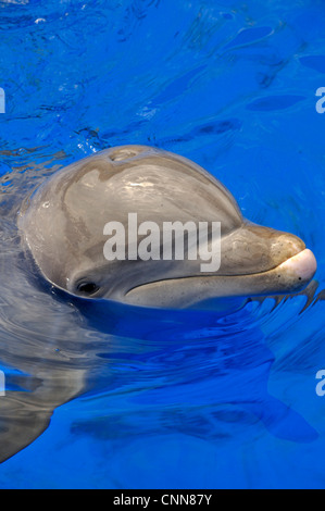 Un Atlantic Bottlenose Dolphin bastoni la sua testa fuori dall'acqua Foto Stock