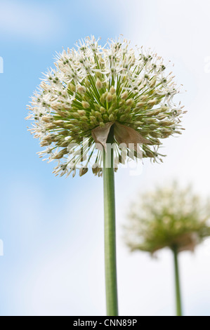 ALLIUM Mount Everest Foto Stock