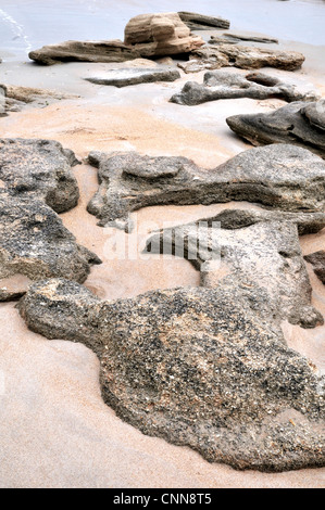 Coquina rocce, parte di un affiorando a Washington Oaks Gardens parco dello stato Foto Stock