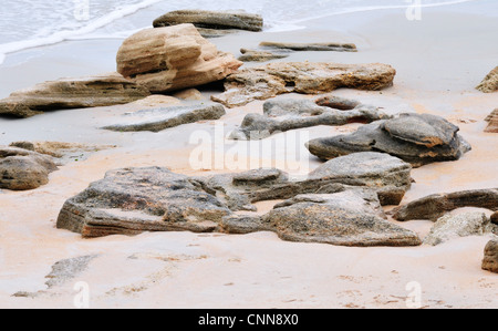 Coquina rocce, parte di un affiorando a Washington Oaks Gardens State Park. Foto Stock