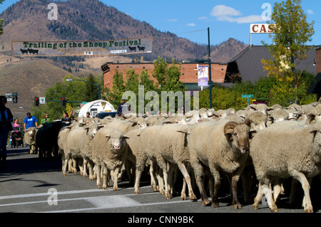 Pecore venga spostato per il loro pascolo invernale in il margine inferiore della pecora sfilata sulla strada principale di Ketchum, Idaho, Stati Uniti d'America. Foto Stock