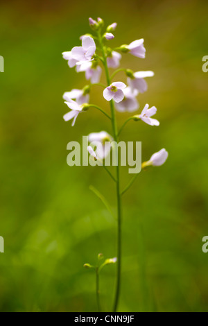 Il cuculo fiore o Lady's Smock (cardamine pratensis) che cresce in un campo nel Galles del Sud. Foto Stock