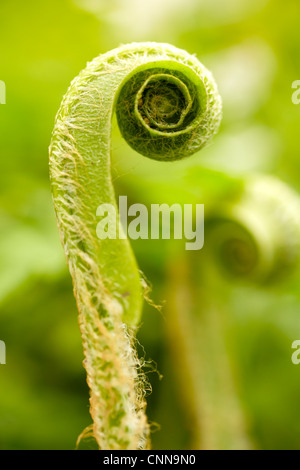 Asplenium scolopendrium, di Hart-linguetta felce, cresce in boschi di latifoglie in Galles del Sud di aprile. Foto Stock