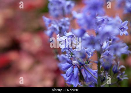 Bluebell fiori contro Heuchera caramello Foto Stock