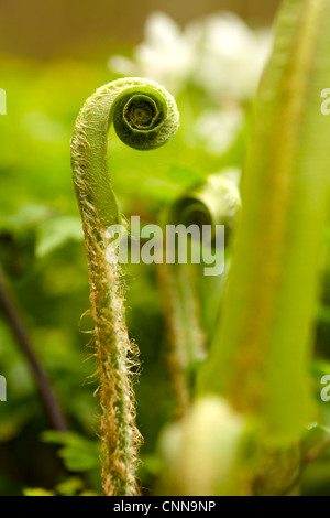 Asplenium scolopendrium, di Hart-linguetta felce, cresce in boschi di latifoglie in Galles del Sud di aprile. Foto Stock