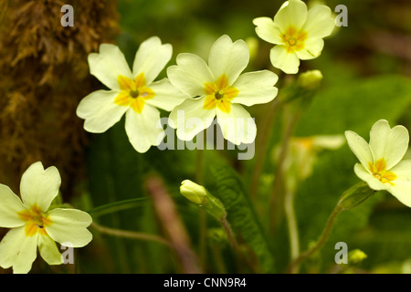 Wild Primrose, Primula vulgaris, cresce in boschi di latifoglie in Galles del Sud di aprile. Foto Stock