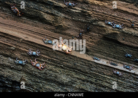 Sally Lightfoot Granchi delle Isole Galapagos Ecuador America del Sud Foto Stock