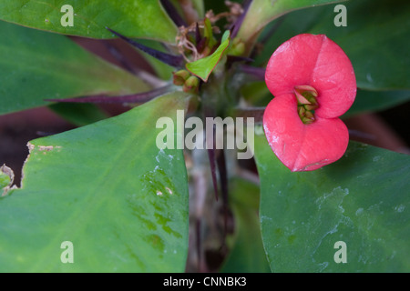 Euphorbia milii o corona di spine Foto Stock