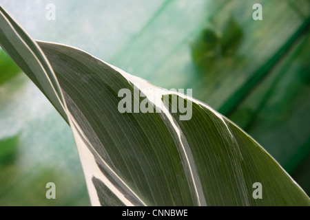 Canna di Stoccarda dettaglio foglia Foto Stock