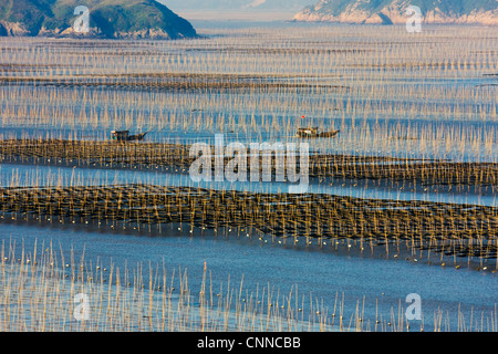 La pesca in barca a vela attraverso canne di bambù nella fattoria di alghe marine di sunrise, il Mar della Cina orientale, Xiapu, Fujian, Cina Foto Stock