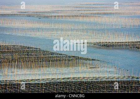 Canne di bambù nella fattoria di alghe marine di sunrise, il Mar della Cina orientale, Xiapu, Fujian, Cina Foto Stock