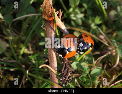 Ladybird coleotteri coniugata in primavera. Foto Stock