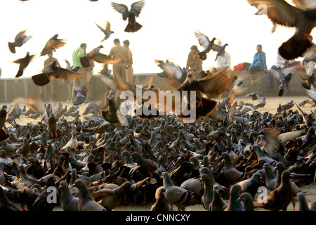 I piccioni si sono riuniti per alimentazione al Gateway of India, Mumbai Foto Stock