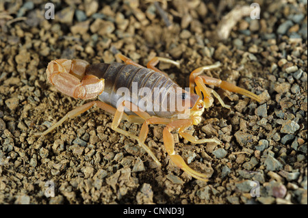 Spessa di colore giallo-tailed Scorpion (Parabuthus mossambicensis) adulto, sul terreno pietroso, Karoo Regione, Sud Africa Foto Stock